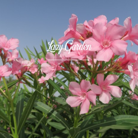 Orange Daylily