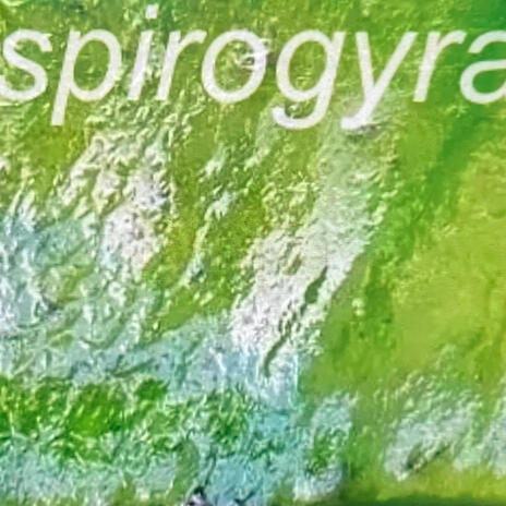 Spirogyra | Boomplay Music