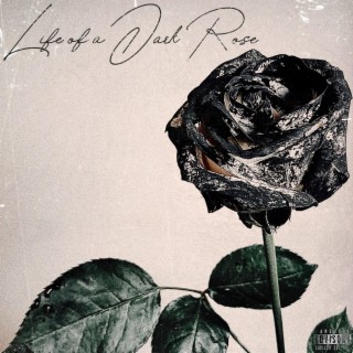 Life of a Dark Rose