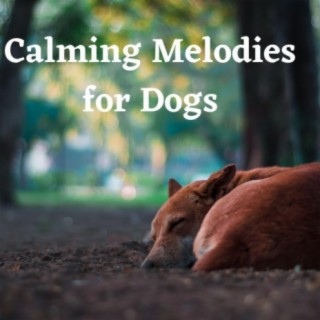 Calming Melodies for Dogs