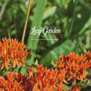 Butterfly Weed