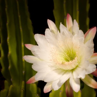 Cereus