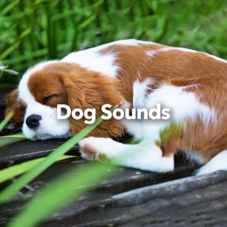Dog House | Boomplay Music