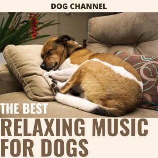 THE BEST RELAXING MUSIC FOR DOGS