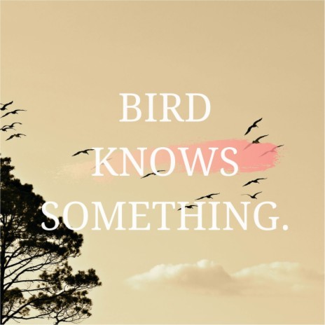 bird knows something | Boomplay Music