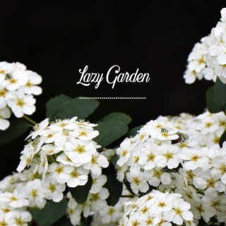 Bridal Wreath Spirea