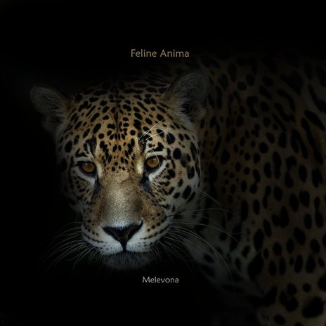 Feline Anima | Boomplay Music