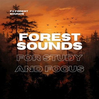 Forest Sounds for Study and Focus