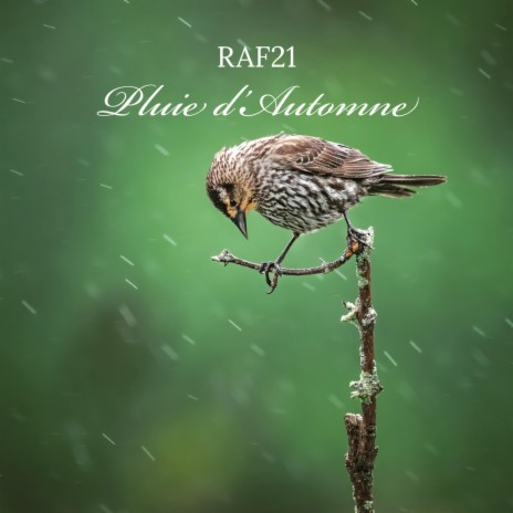 Pluie d'Automne