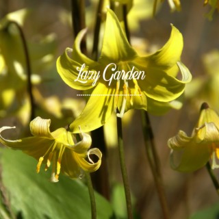 Trout Lily