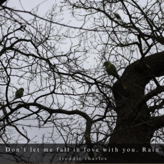 Don't let me fall in love with you. / Rain