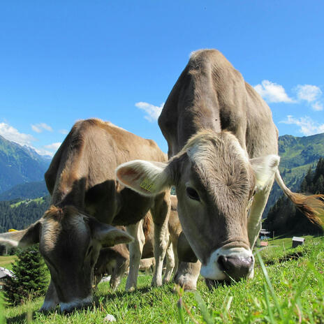 Bouncy Moo Town