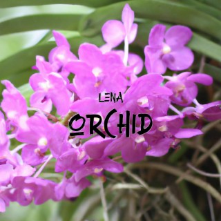 Orchid