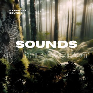 Sounds of the Forest