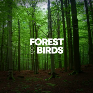 Forest & Birds