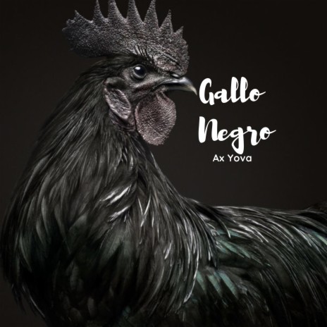 Gallo Negro | Boomplay Music