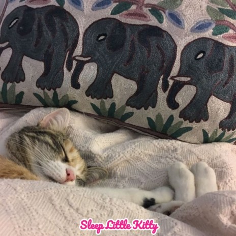 Sleep little kitty | Boomplay Music