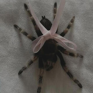 Arachnophobia