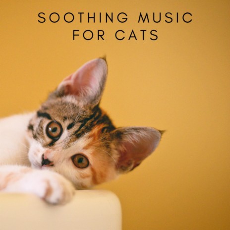 Relaxing Music For Cats | Boomplay Music