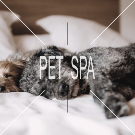 Chill Out music for Pets ft. Pet Music Academy | Boomplay Music