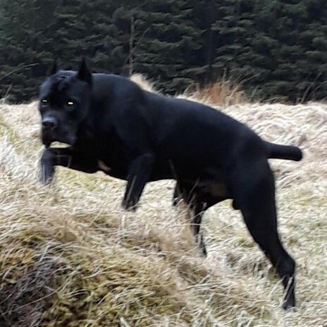 cane corso