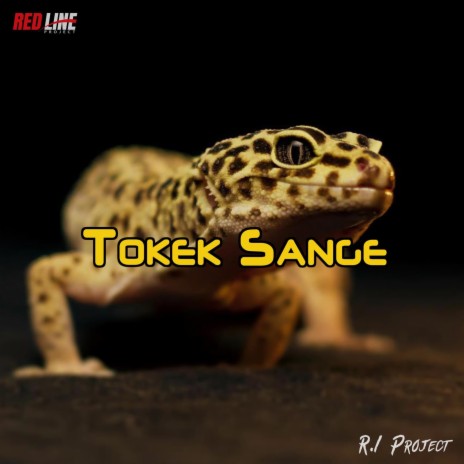 Tokek Sange | Boomplay Music