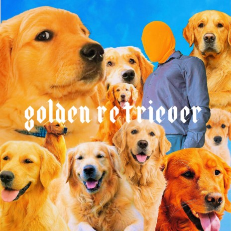 golden retriever | Boomplay Music