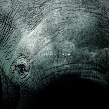 Elephant | Boomplay Music