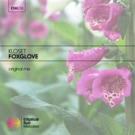 Foxglove | Boomplay Music