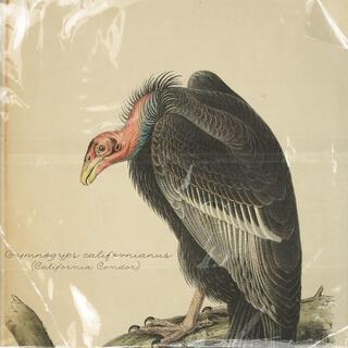 California Condor