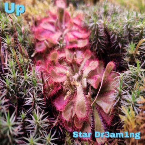 Star Dr3am1ng | Boomplay Music