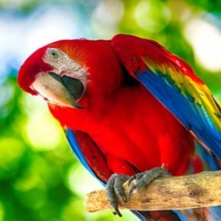 The Multicoloured Parrot’s story of spiritual awakening