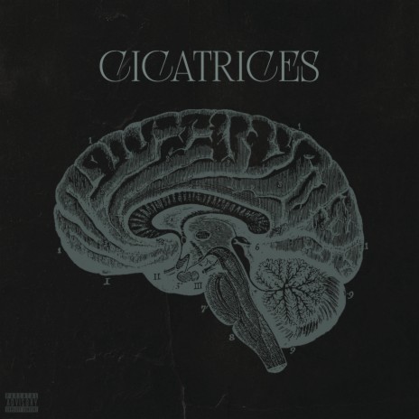 Cicatrices | Boomplay Music