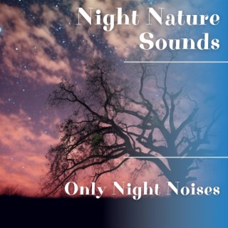 Only Night Noises