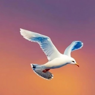 White Seagull