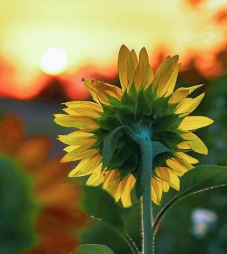曏日葵sunflower | Boomplay Music