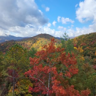 autumn leaves