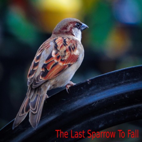 The Last Sparrow To Fall | Boomplay Music