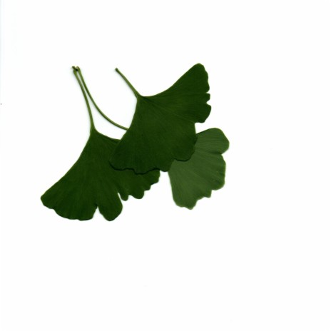 Ginko Leaves ?