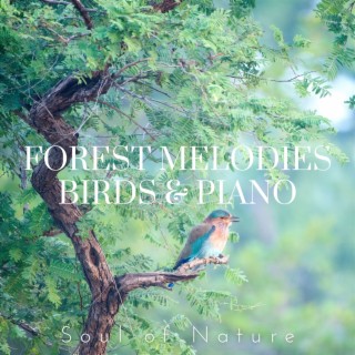 Forest Melodies: Birds & Piano