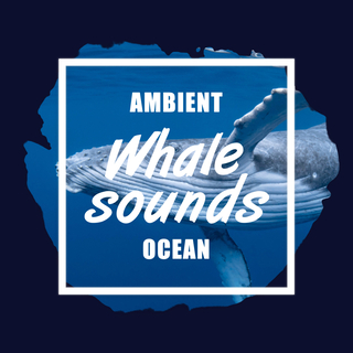 Ambient Whale Sounds Ocean