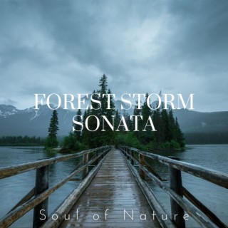 Forest Storm Sonata