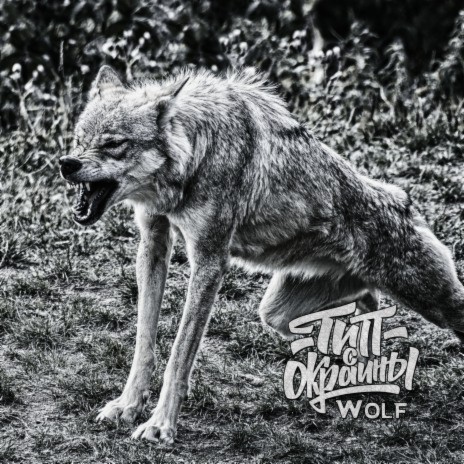 Wolf | Boomplay Music