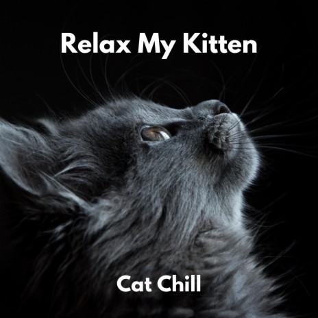 Cat Chill