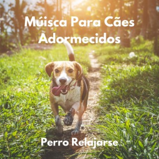 Perro Relajarse