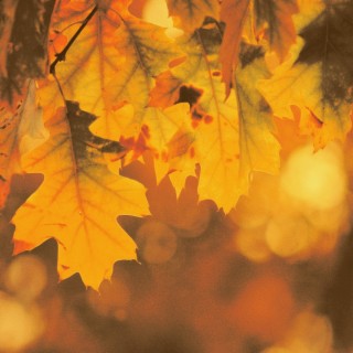 An autumn lullaby