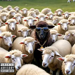 B7ack Sheep