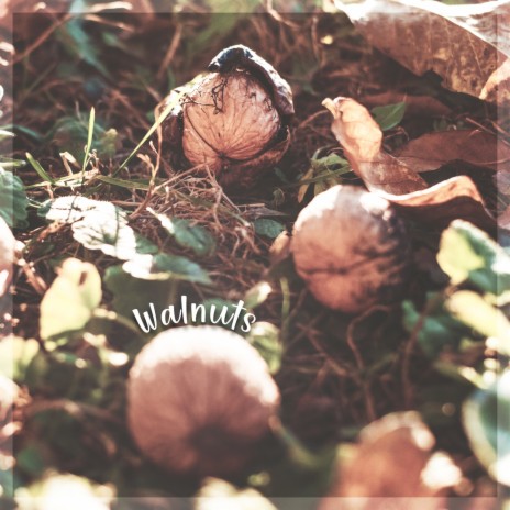 Walnuts | Boomplay Music