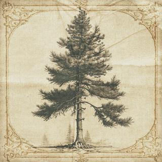 Between Oaks and Pines lyrics | Boomplay Music