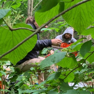 Dans les bois